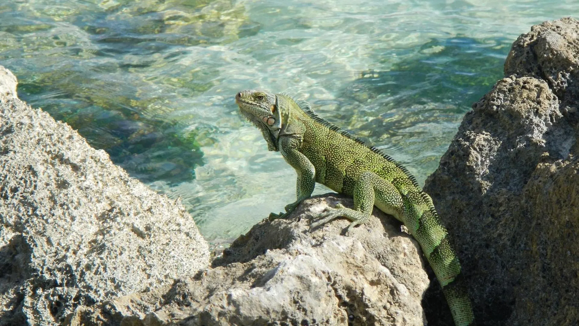 La Source Bis, Mer Et Source D'Eau Chaude Bouillante Guadeloupe